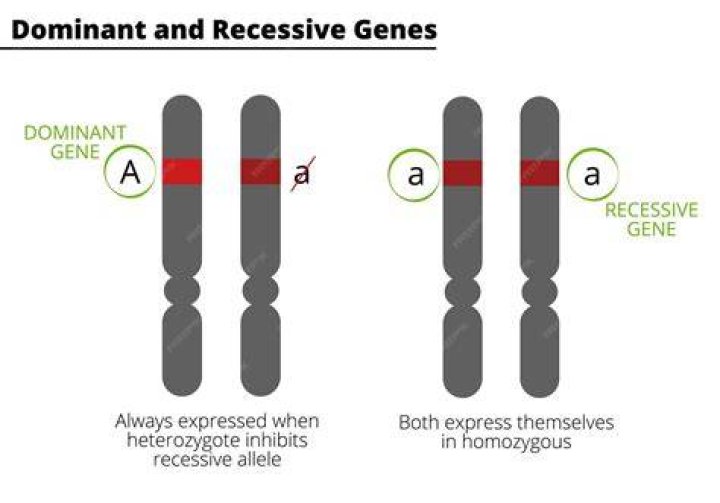 What is the Difference Between Dominant and Recessive Traits